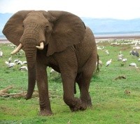 Elephant Elephant
